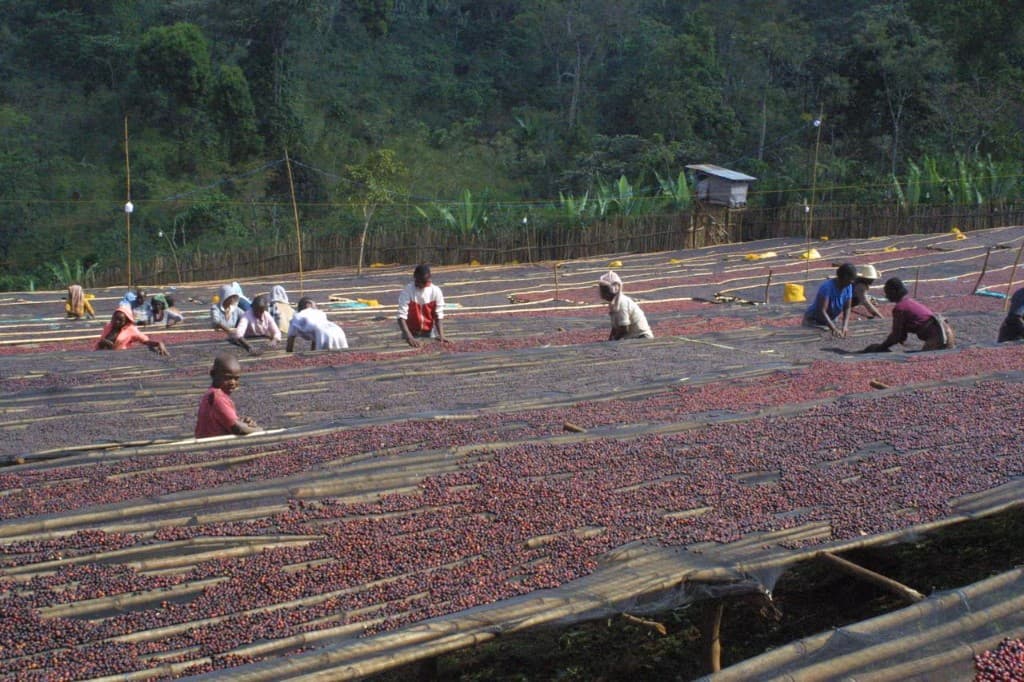 Community workers turning coffee on drying beds in Gedeo
