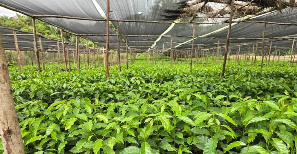 Coffee seedling nursery under shade cloth in Ethiopian highlands