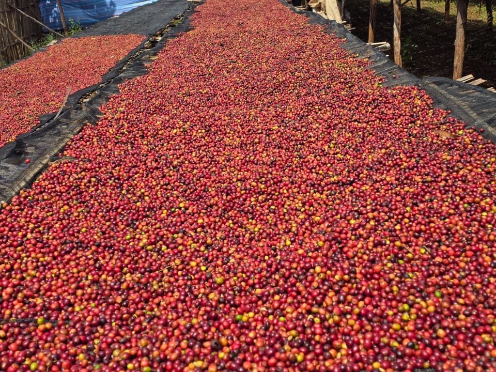 Close-up of ripe red and purple coffee cherries on a farm branch