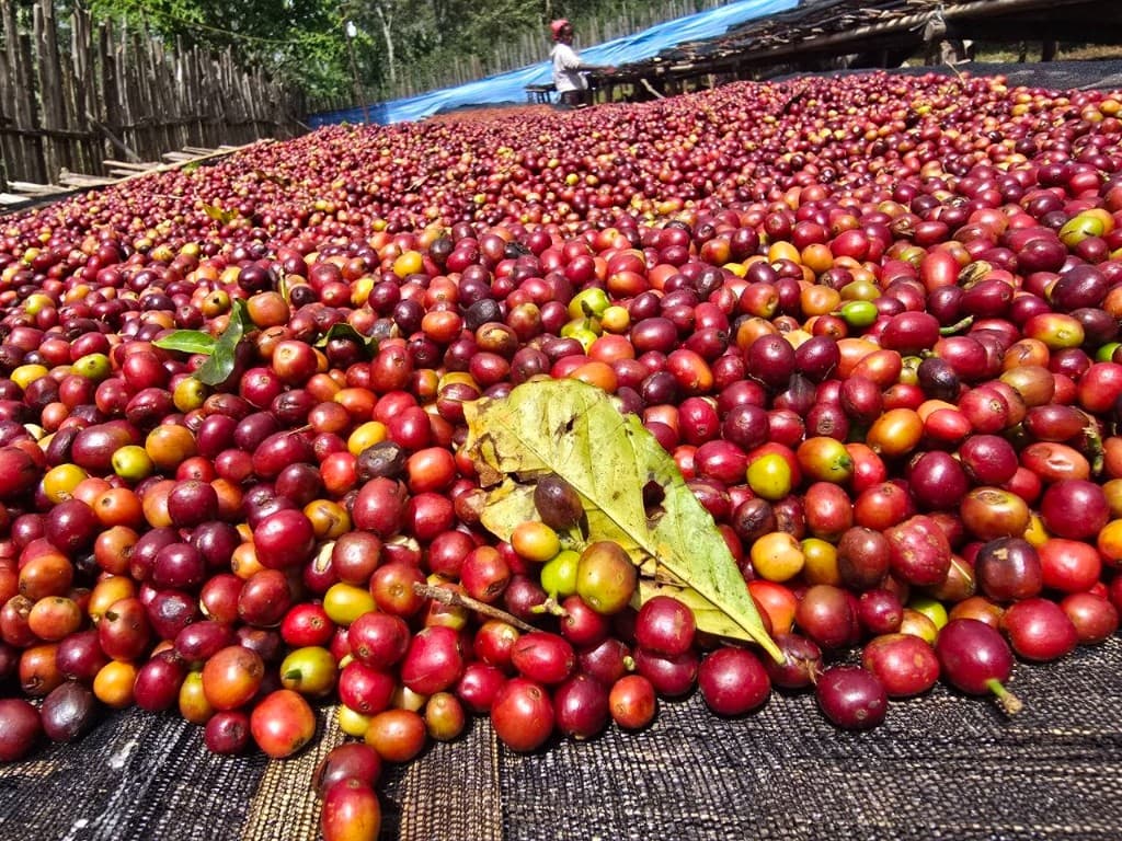 Close-up of red coffee cherries drying on mesh with green leaf