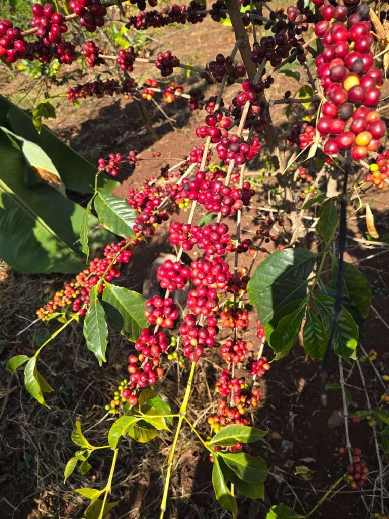Elevated view of red coffee cherries drying across outdoor beds