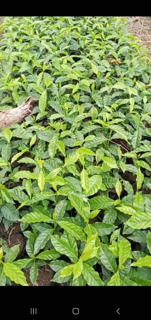 Dense bed of young green coffee seedlings in nursery bags