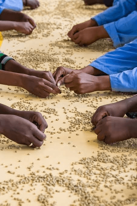 Workers manually hand-sorting green coffee beans on inspection tables