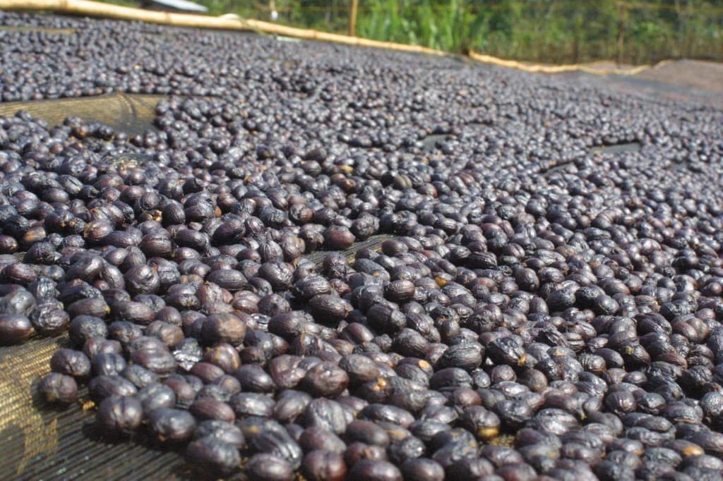 Dried black natural coffee cherries on raised drying beds