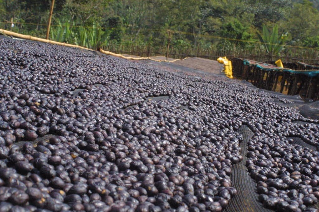 Natural process coffee drying on raised beds in Ethiopian highlands