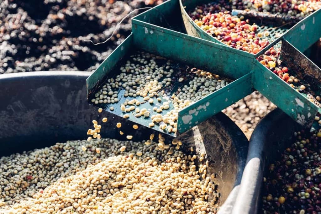 Wet parchment coffee beans exiting a pulper into a collection tub