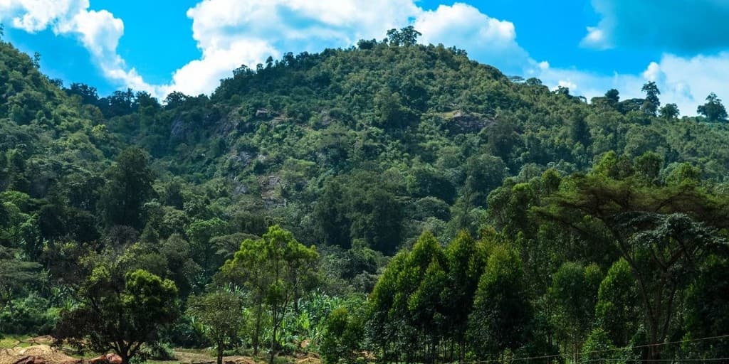 Lush forested Yirgacheffe coffee hills under blue highland sky